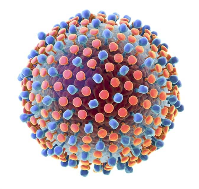 Особенности флававируса