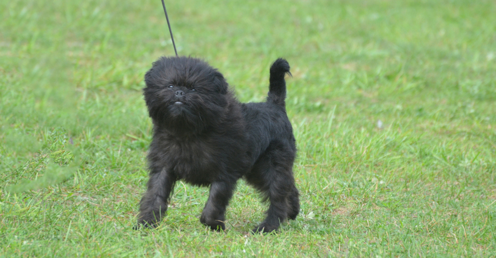 Small, scruffy black Affenpinscher, bounding through a yard