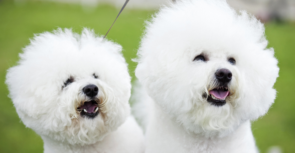 Two small Bichon Frise dogs with white, fluffy, curly fur