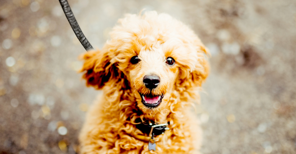 Happy brown Poodle with curly fur and long ears, looking at camera