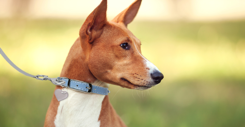 Hypoallergenic tan and white Basenji dog outdoors facing sideways.