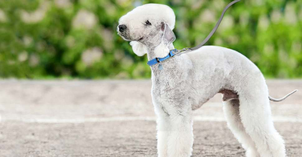 White hypoallergenic Bedlington Terrier dog outdoors.