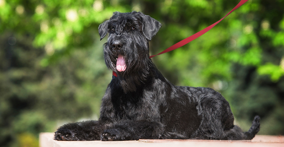 Black Giant Schnauzer laying on step, looking out over park outdoors.