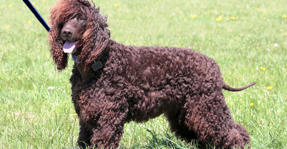 Medium size, brown hypoallergenic Irish Water Spaniel dog standing on grass.