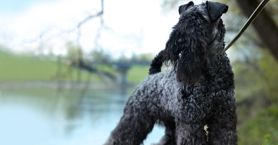 Large breed hypoallergenic Kerry Blue Terrier dog in park near lake.