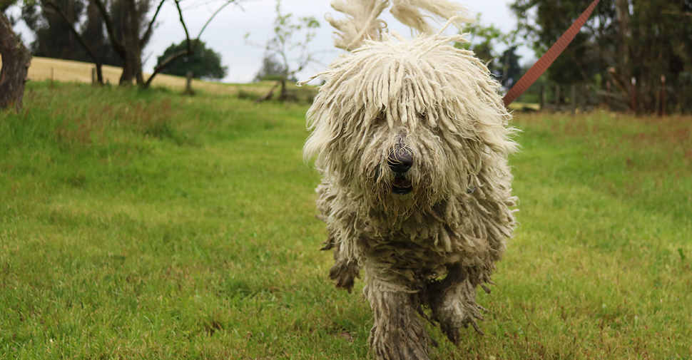 Large breed hypoallergenic Komondor dog with corded coat on a walk in a park.