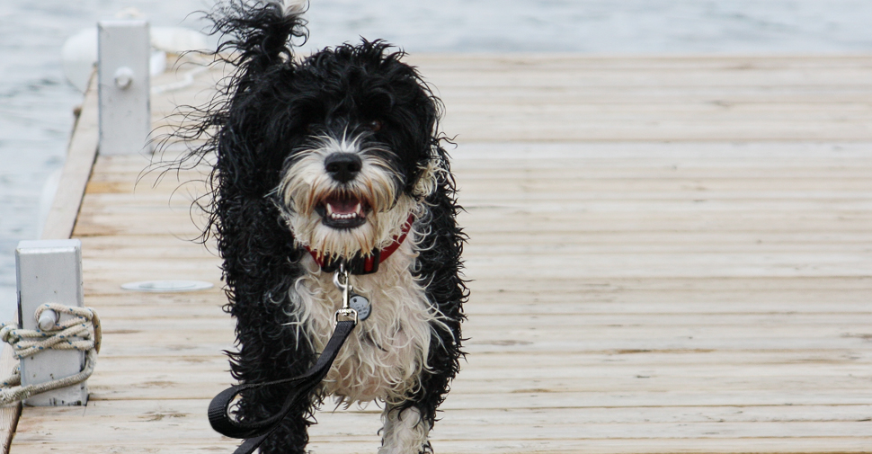 Wet, black and white hypoallergenic Portuguese Water Dog standing on a dock near water.