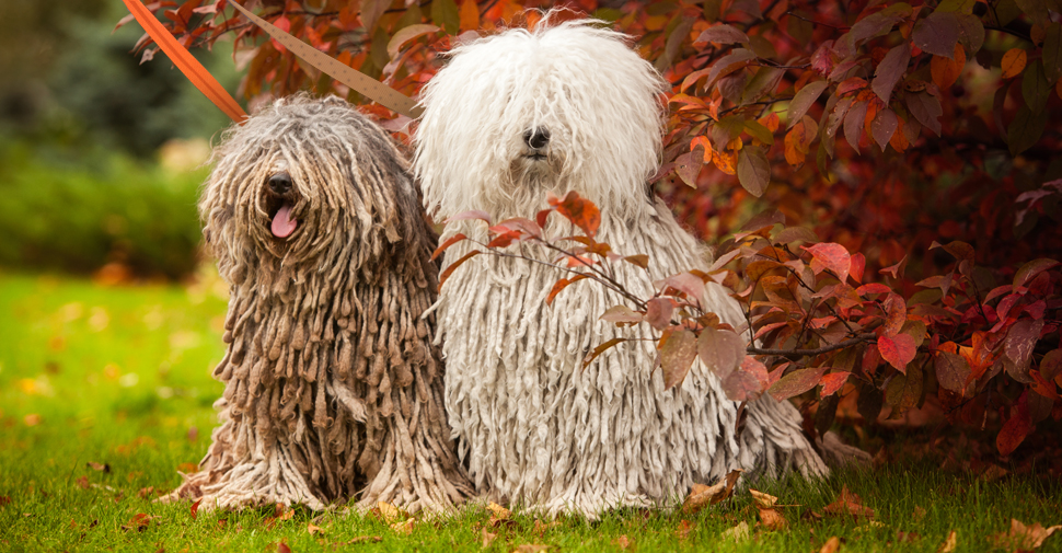 Two color varieties of the corded, hypoallergenic Puli breed of dog sitting in a park in fall.