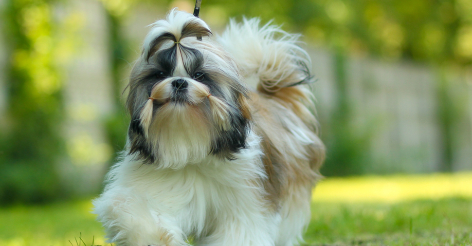 Small, white, tan and gray hypoallergenic Shih Tzu on a walk outdoors.