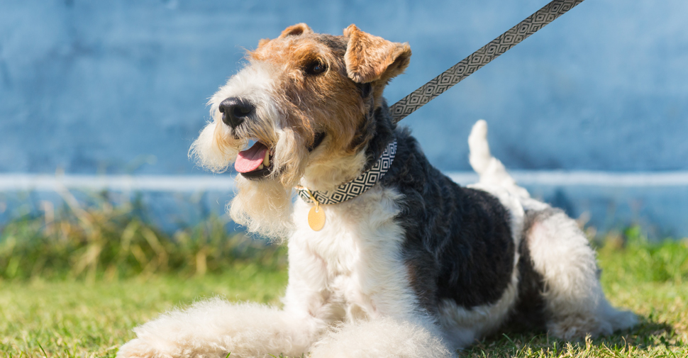 Hypoallergenic, non-shedding, tan, black and white Wire Fox Terrier lying on grass outdoors.