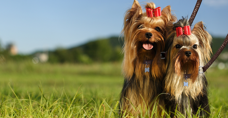 Two cute long-haired Yorkie dogs sitting in the grass