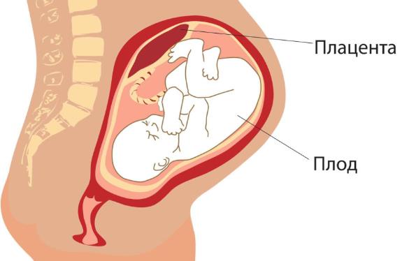 Плод и плацента