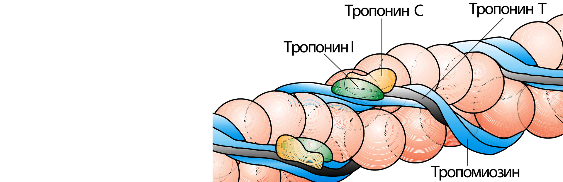 Тропонин т