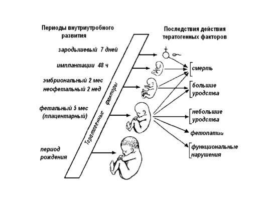 Влияния тератогенных факторов на плод