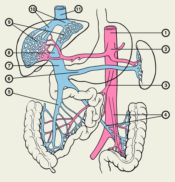 Рис. 1. Схематическое изображение артерий и вен, входящих в систему портального кровообращения: 1 — брюшная <a href=