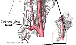 Costocervical trunk.png