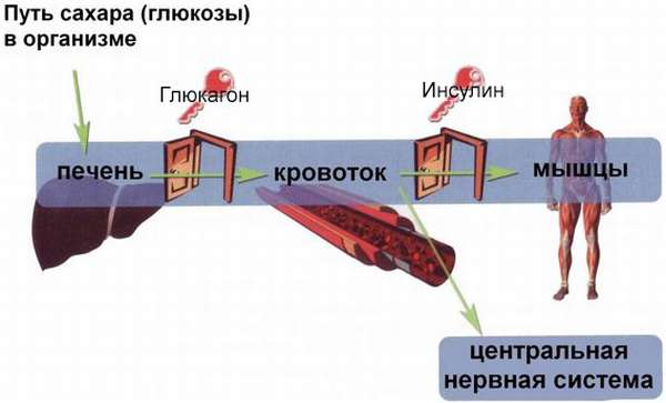 Действие глюкозы