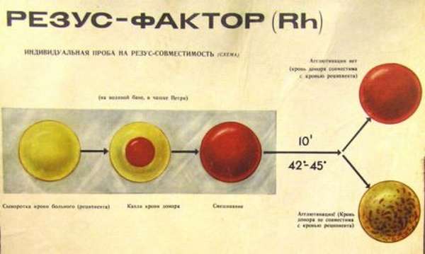 В чем заключаются отличия групп крови у людей, понятие группы крови и резус фактора