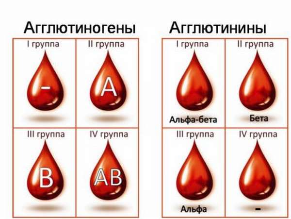 В чем заключаются отличия групп крови у людей, понятие группы крови и резус фактора