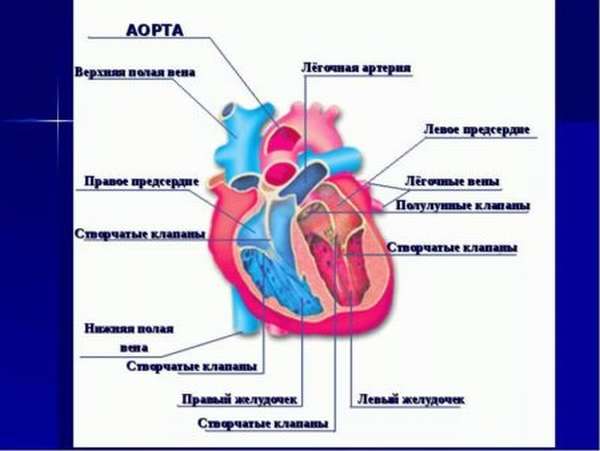 Атеросклероз аорты клапанов сердца