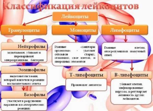 Разновидности лейкоцитов в крови, в чем их важность для человека?