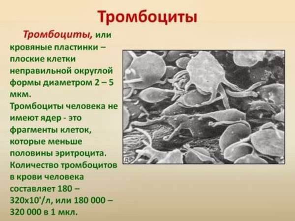 Распространенные причины низких лейкоцитов и тромбоцитов, симптомы и диагностика