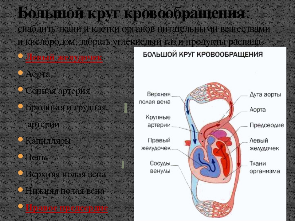 К большому кругу относится. Сонная артерия круг кровообращения. Большой круг кровообращения Сонная артерия. Большой круг кровообращения снабжает. Аорта большой круг кровообращения.