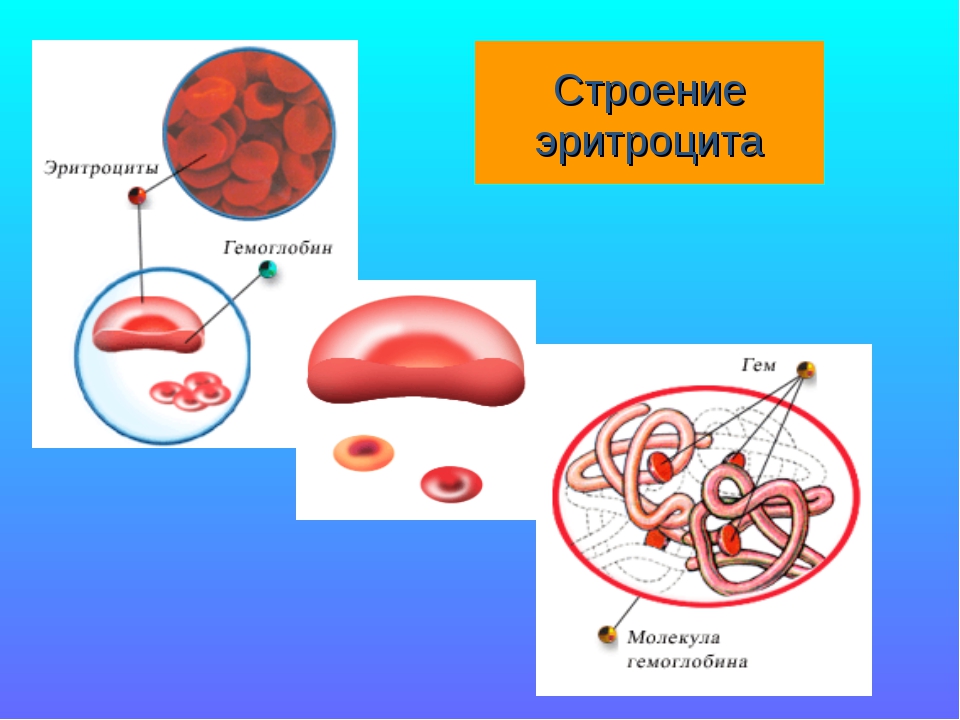 Рисунок эритроцита. Эритроцит схема строения. Строение эритроцитов в крови. Строение клетки крови эритроциты. Строение эритроцитов животных.