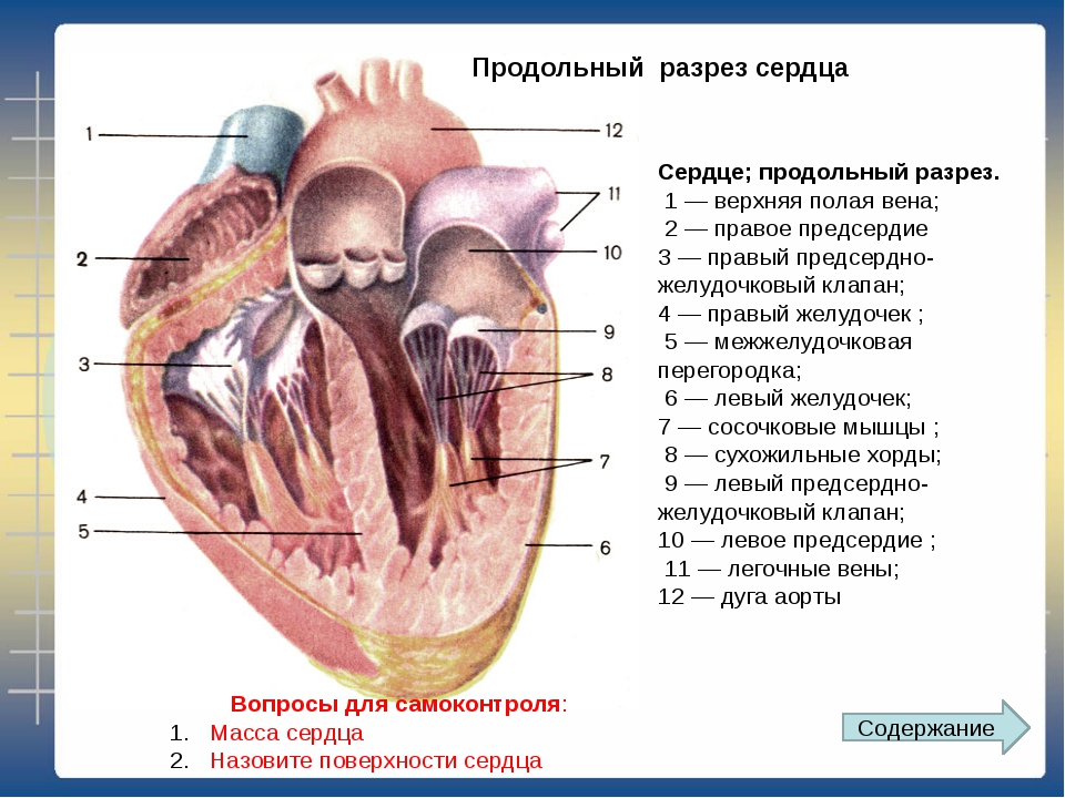 Какая структура сердца человека изображена на рисунке. Строение сердца внутри клапаны. Строение сердца продольный разрез. Схема строения сердца продольный разрез. Строение сердца сосочковые мышцы.
