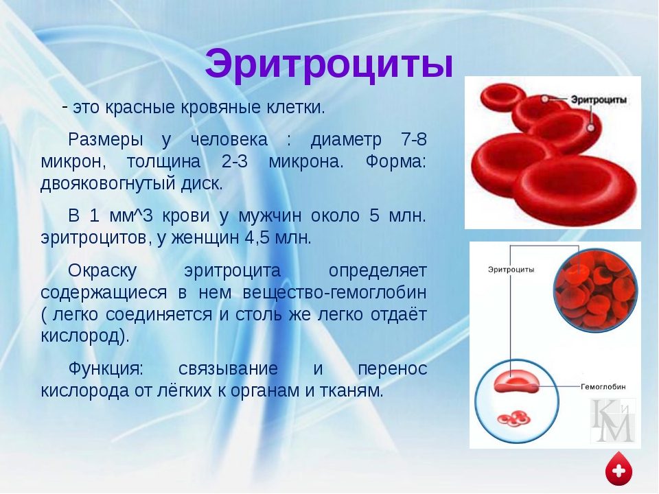Группы клеток эритроцитов. Форма эритроцитов человека. Клетки крови эритроциты форма. Размер эритроцитов в крови человека. Диаметр эритроцитов крови человека.
