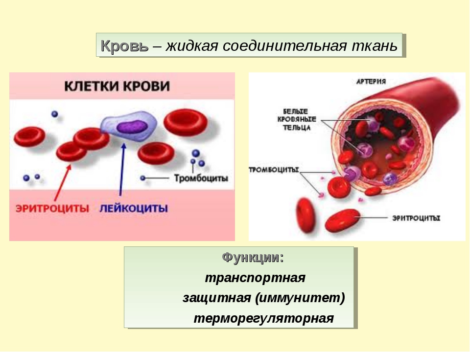 Строение крови человека схема