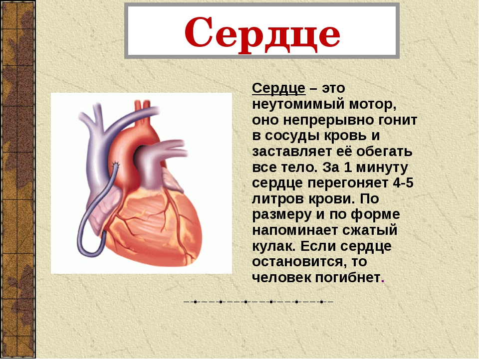 Сердце человека его суть