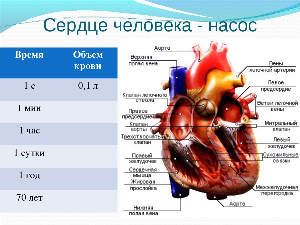 Какое сердце у человека. Размер человеческого сердца. Сердце взрослого человека анатомия. Сердце насос. Масса человеческого сердца.