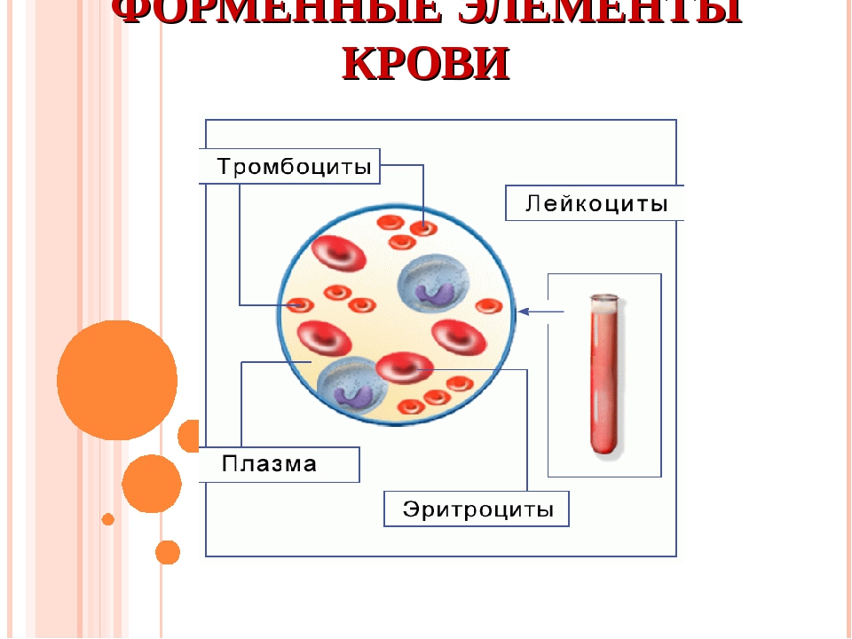 Клетки крови схема