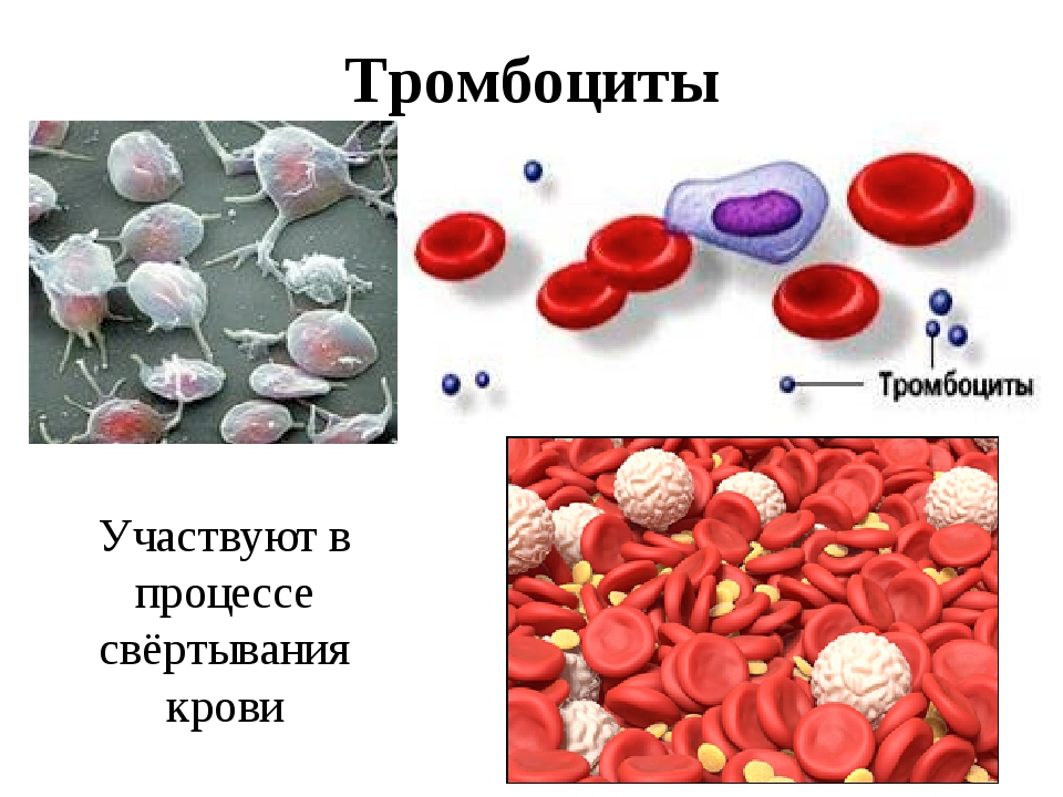 Тромбоциты принимают участие. Тромбоциты кровяные пластинки. Клетки крови тромбоциты. Клетка тромбоцита. Клетки участвующие в свертывании крови.