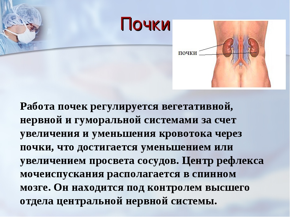 Почки в организме. Принцип работы почек. Система работы почек. Как работают почки. Как работают почки у человека.