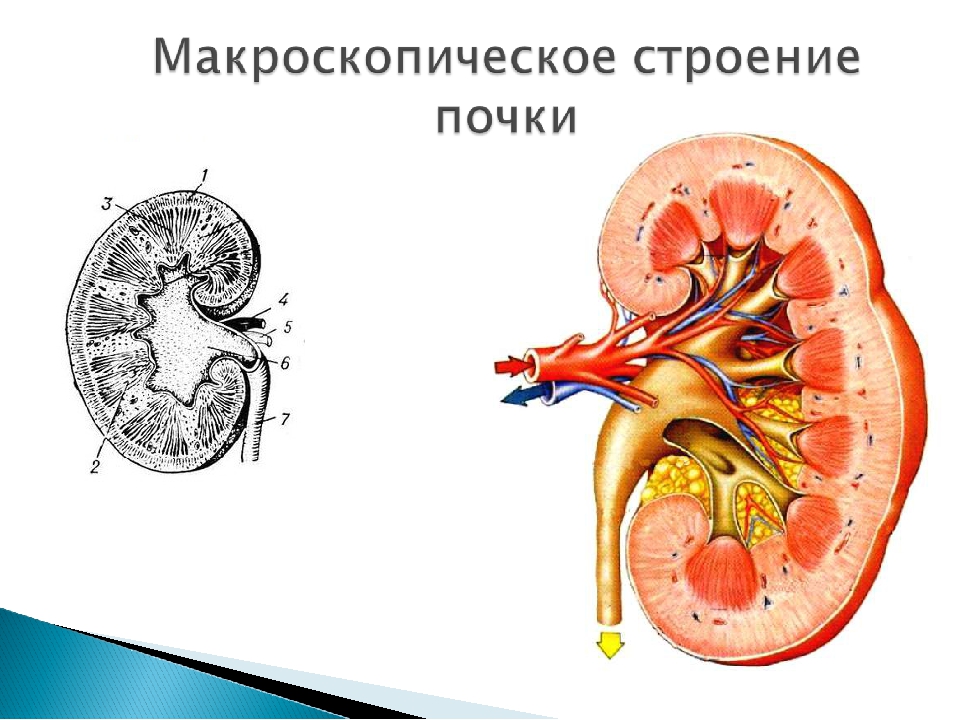 Рисунок строение 2 почки. Строение почки человека биология. Внутреннее строение почки анатомия. Макроскопическое строение почки. Строение почки из учебника.