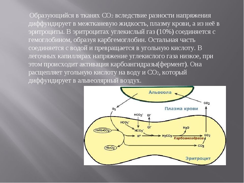 Жидкость в тканях. Напряжение газов в тканях. Роль карбоангидразы эритроцитов. Углекислый ГАЗ В эритроцитах. Эритроцит и углекислый ГАЗ что образуется.