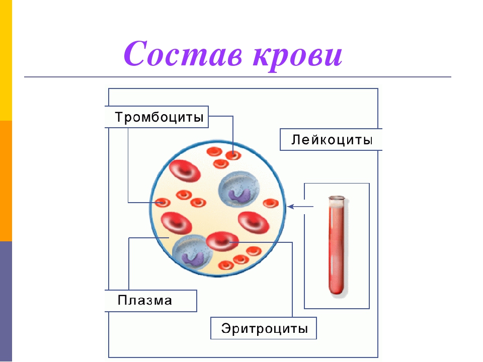 Кровь биология 11 класс. Состав крови 8 класс биология. Строение крови человека биология. Состав плазмы крови 8 класс. Внутренняя среда организма кровь плазма и эритроциты.