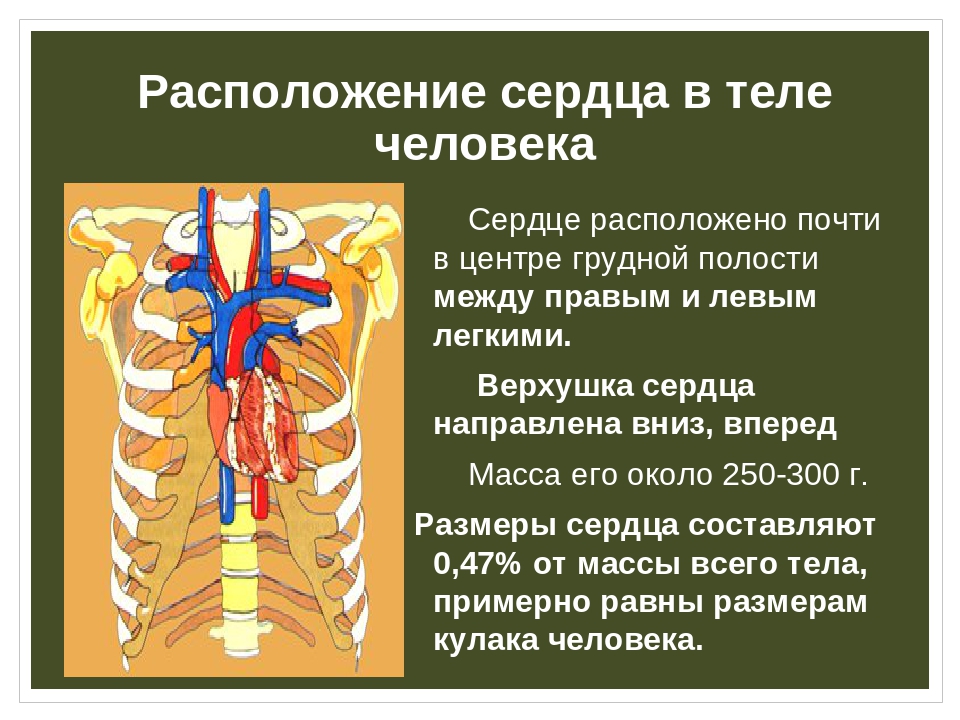 Сердце человека сторона. Расположение сердца у человека. Анатомическое расположение сердца. Сердце человека расположено.