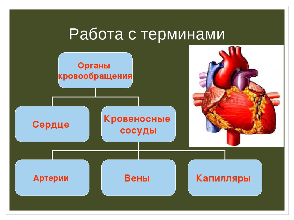 Перечисли органы кровообращения. Строение сердца 8 класс биология. Органы кровообращения 3 класс. Строение сердца по биологии 8 класс. Органы кровообращения 8 класс биология.