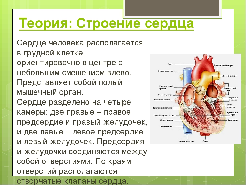 Из чего состоит сердце. Описание сердца человека. Строение человеческого сердца. Особенности строения сердца человека. Особенности внутреннего строения сердца.