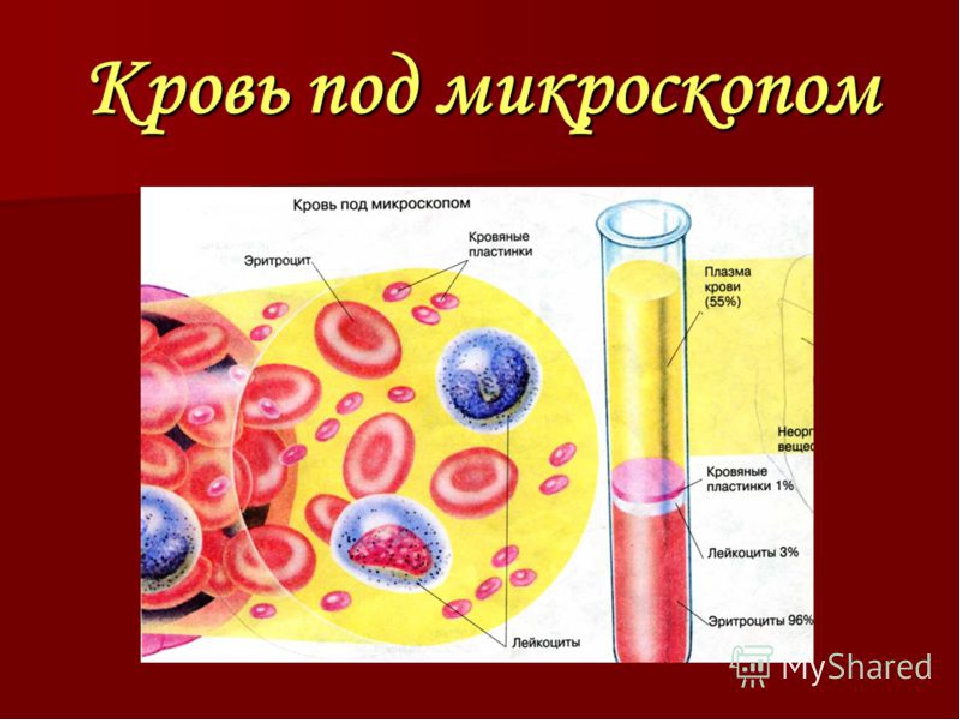 Номером на рисунке обозначена плазма крови. Кровь состоит из плазмы и форменных элементов клеток. Состав крови клетки крови строение. Строение клетки форменные элементы плазма крови. Состав плазмы крови анатомия.