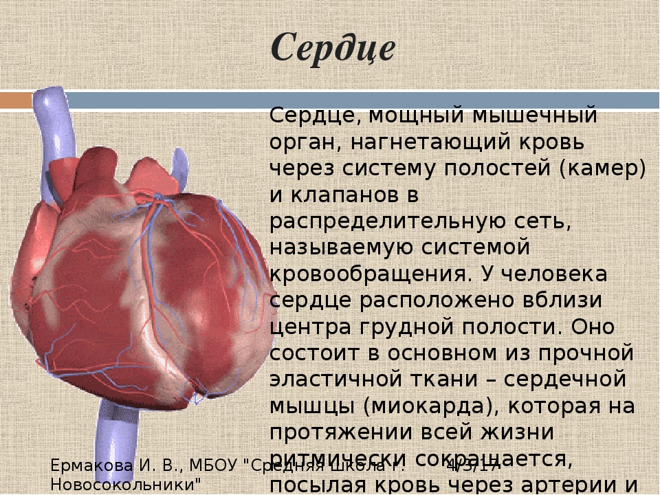 Можно ли сердце. Сообщение о сердце. Доклад на тему сердце. Орган человека сердце доклад. Сердце описание для де.