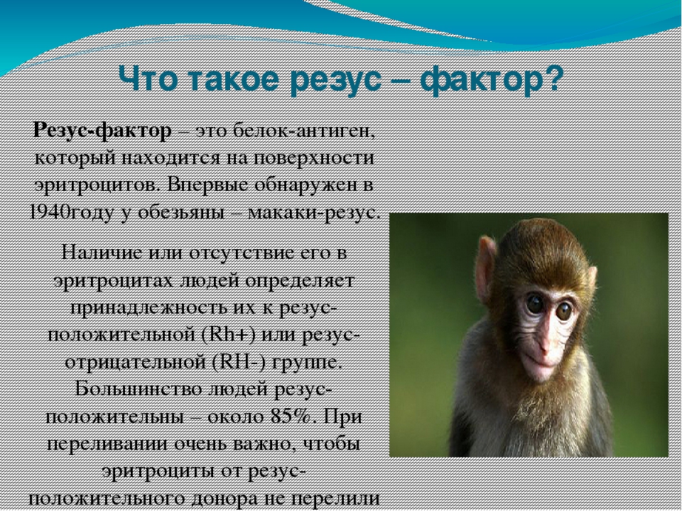 Резус фактор обезьян