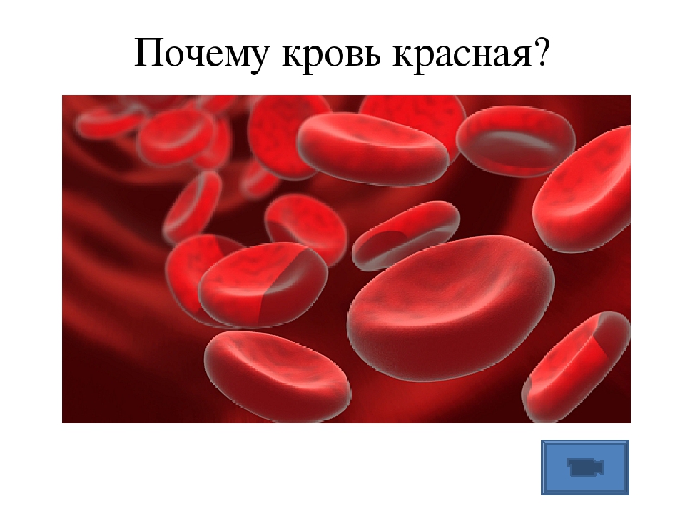 Красные кратко. Почему кровь красная. Почему у человека красный цвет крови. Почему кровь человека красная. Кровь красная из за железа.