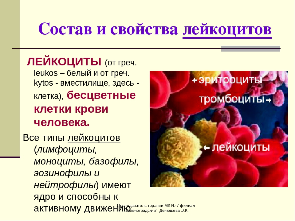 Укажи функции крови человека. Свойства лейкоцитов в крови и функции. Клетки крови лейкоциты состав клетки. Кровяные клетки лейкоциты. Характеристика лейкоцитов человека.