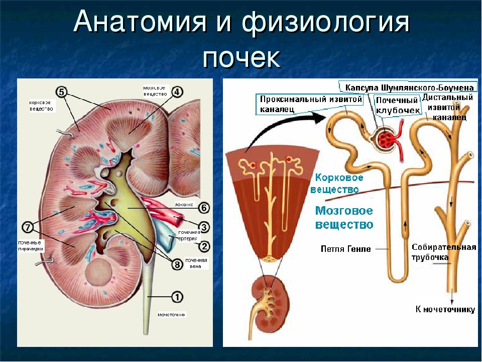 Строение физиология. Строение человеческой почки. Почка человека анатомия строение и функции. Почки строение и функции. Функции почек физиология.