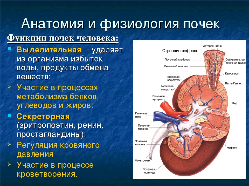 Анатомия физиология человека кратко