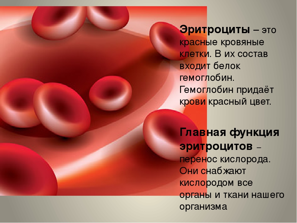 Эритроциты картинки для презентации